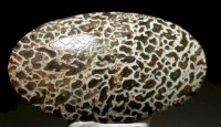 Agatized Dinosaurus bone
