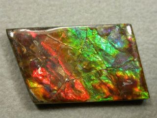 Ammolite