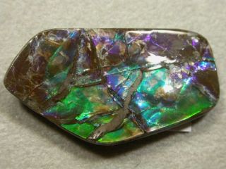 Ammolite