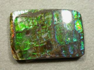 Ammolite