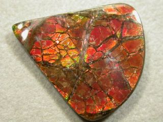 Ammolite