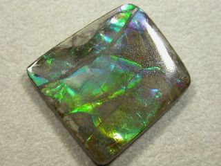 Ammolite