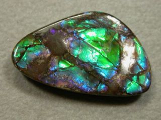 Ammolite