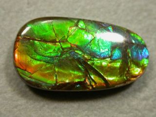 Ammolite
