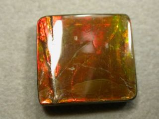 Ammolite