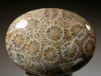 Agatized fossil coral