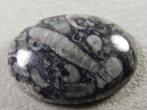 Crinoid Marble