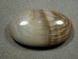 Pietrified Sycomore wood