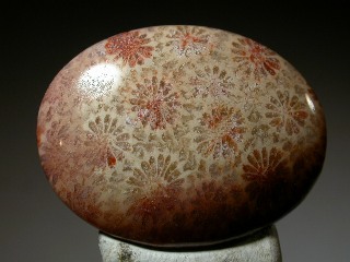 Agatized Fossil Coral