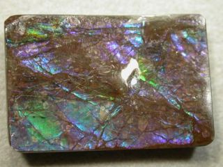 Ammolite