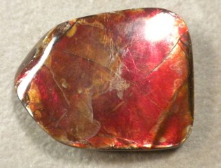 Ammolite