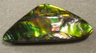 Ammolite
