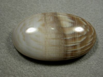 Pietrified Sycomore wood